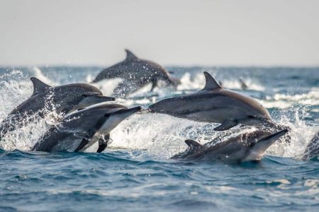 Dolphin House- Snorkeling Boat Trip