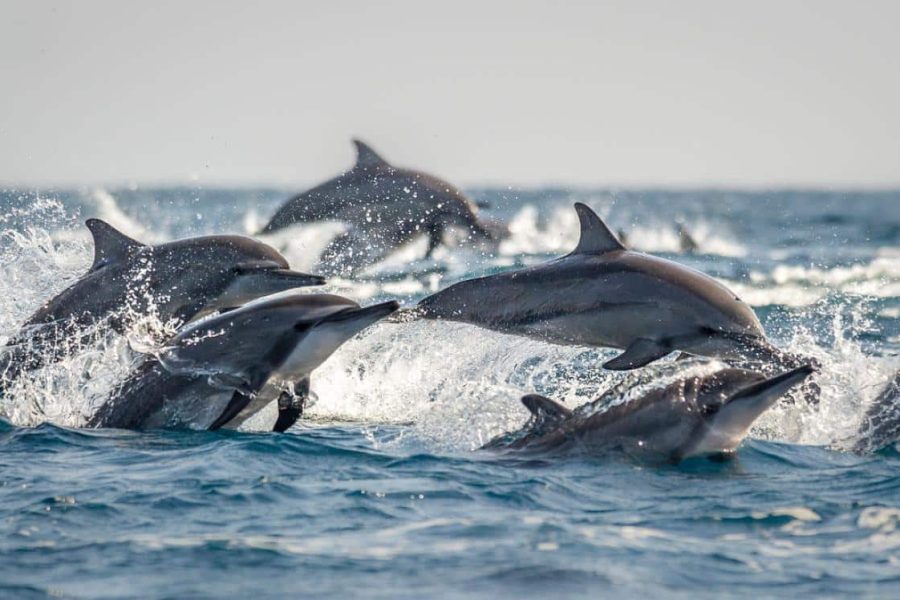 Dolphin House- Snorkeling Boat Trip