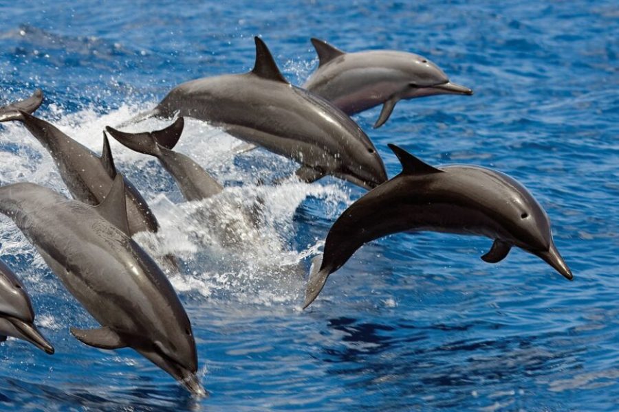 Dolphin House- Snorkeling Boat Trip