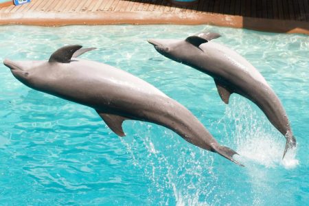 Dolphin Show